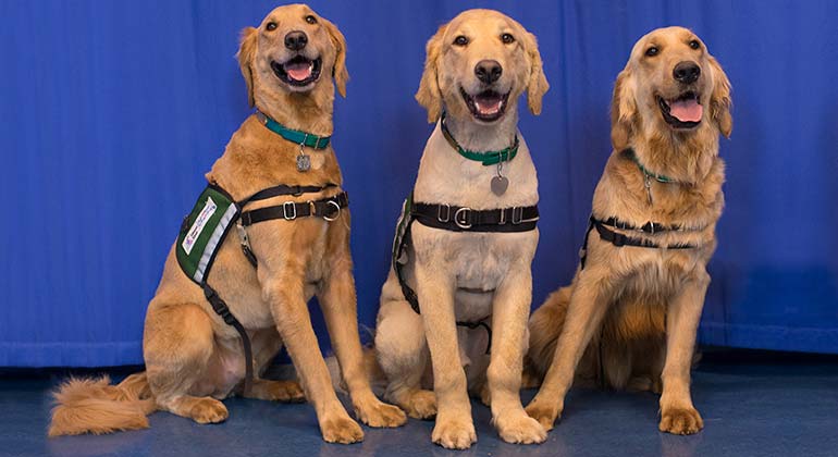 Kravis therapy dogs